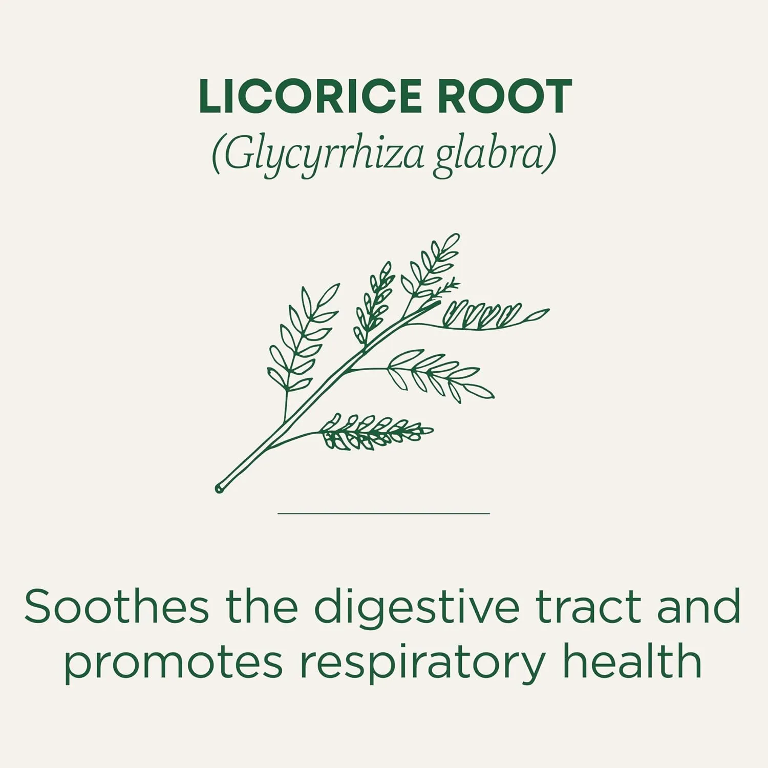 Traditional Medicinals Tea, Organic Licorice Root, Soothes the Digestive Tract & Promotes Respiratory Health, 96 Tea Bags (6 Pack)